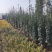 北海道黄杨，四季常绿单干丛生大量基地大量供应