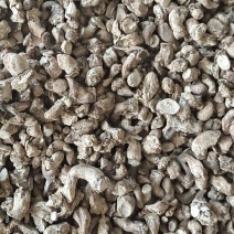 单剪香菇根大量批发可以议价
