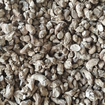 单剪香菇根大量批发可以议价