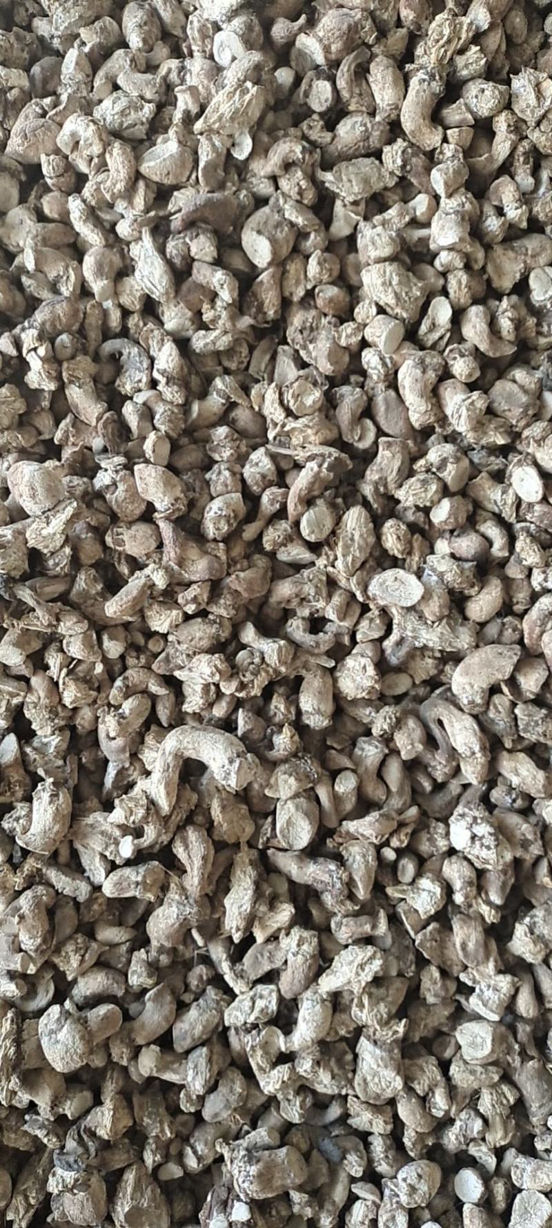 单剪香菇根大量批发可以议价