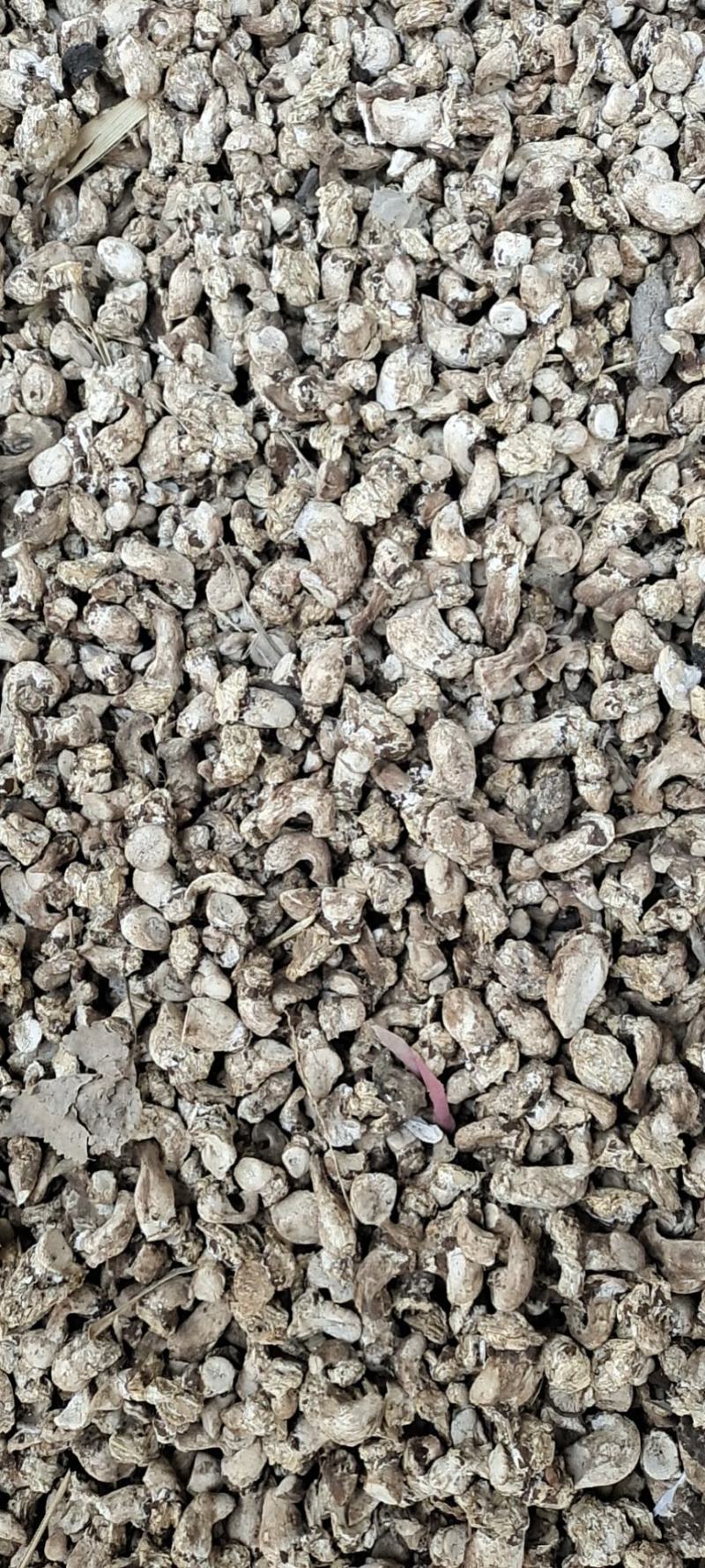 单剪香菇根大量批发可以议价
