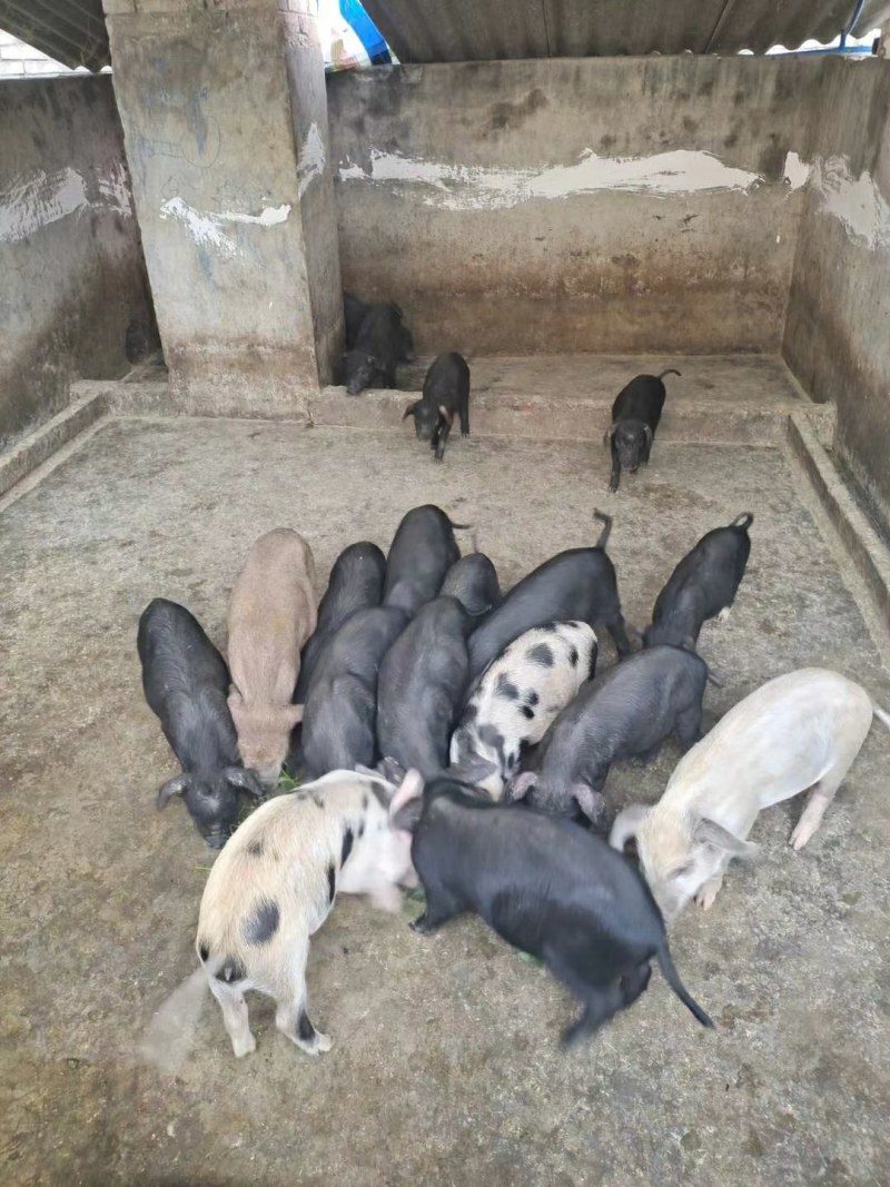 大量出售精品本地黑色的小仔猪，肉质好需要的客户联系我！！