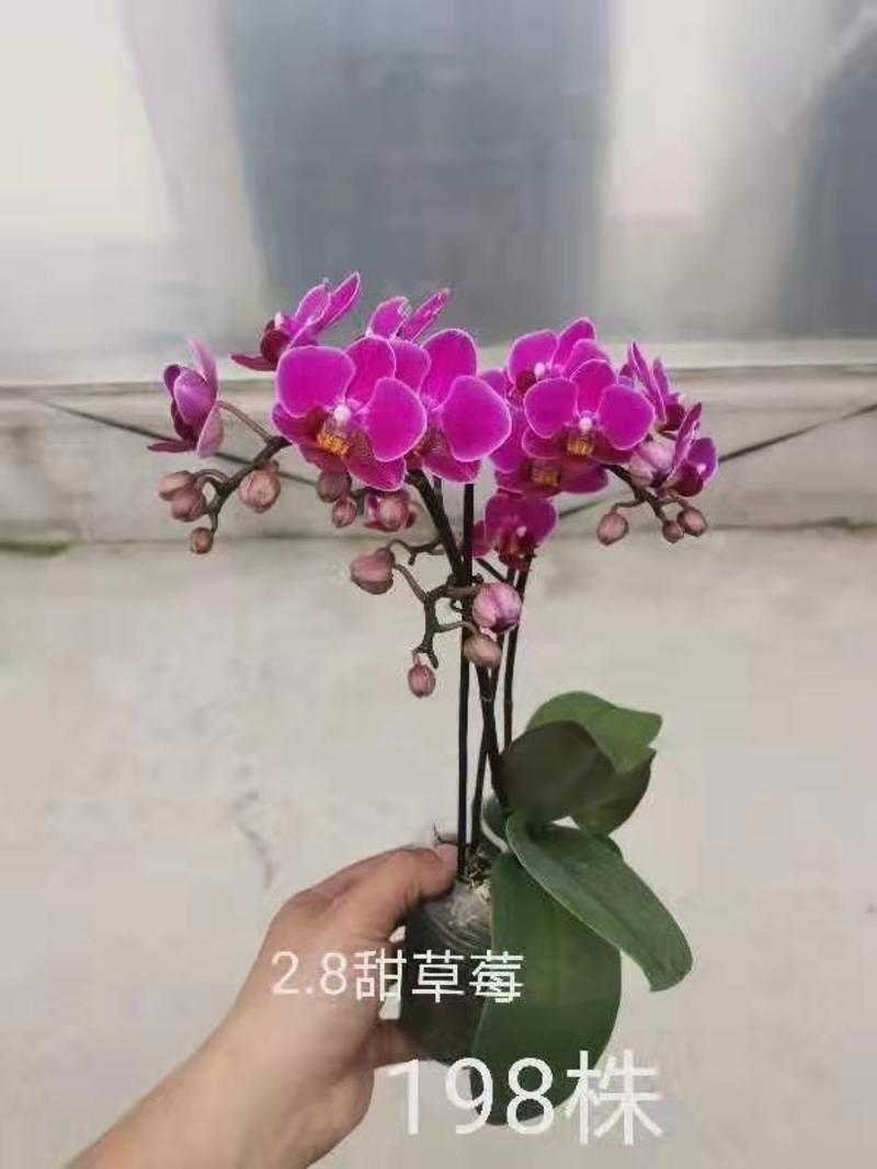 广州荔湾区各规格蝴蝶兰供应