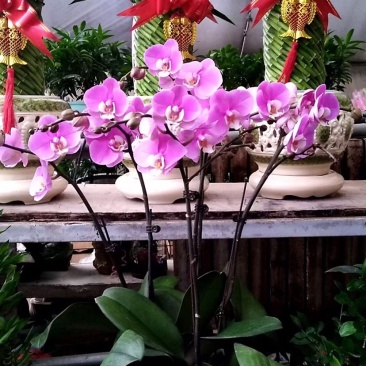 蝴蝶兰，蝴蝶兰花，蝴蝶兰盆栽，蝴蝶兰种植，批发蝴蝶兰