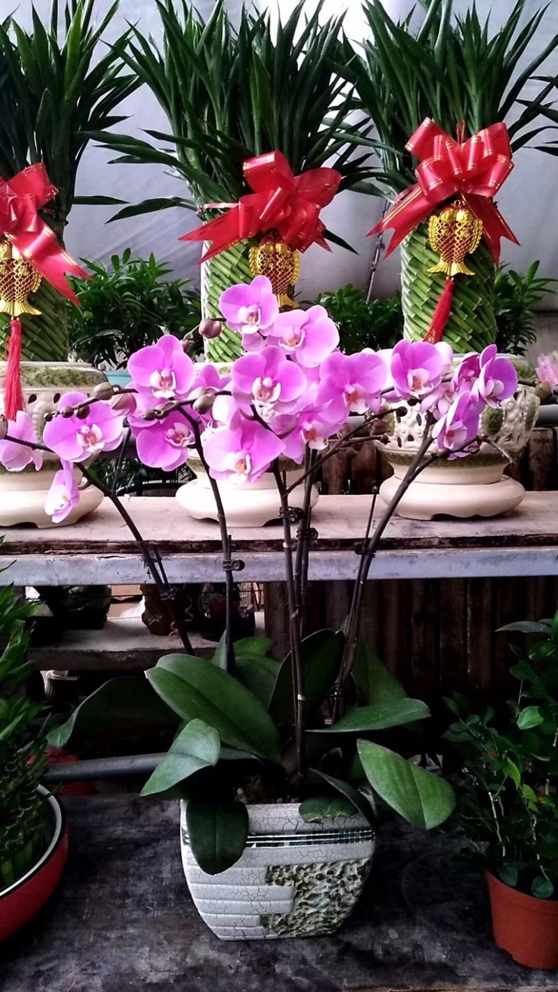 蝴蝶兰，蝴蝶兰花，蝴蝶兰盆栽，蝴蝶兰种植，批发蝴蝶兰