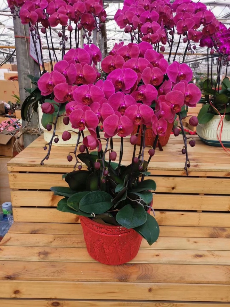 蝴蝶兰，蝴蝶兰花，蝴蝶兰盆栽，蝴蝶兰种植，批发蝴蝶兰