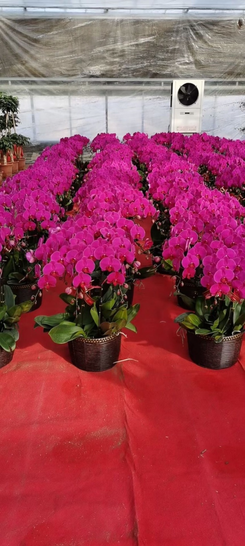蝴蝶兰，蝴蝶兰花，蝴蝶兰盆栽，蝴蝶兰种植，批发蝴蝶兰