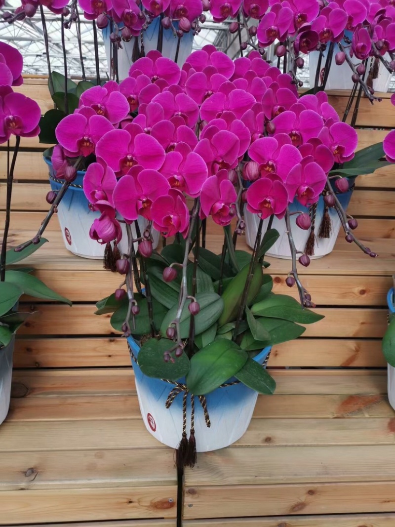 蝴蝶兰，蝴蝶兰花，蝴蝶兰盆栽，蝴蝶兰种植，批发蝴蝶兰