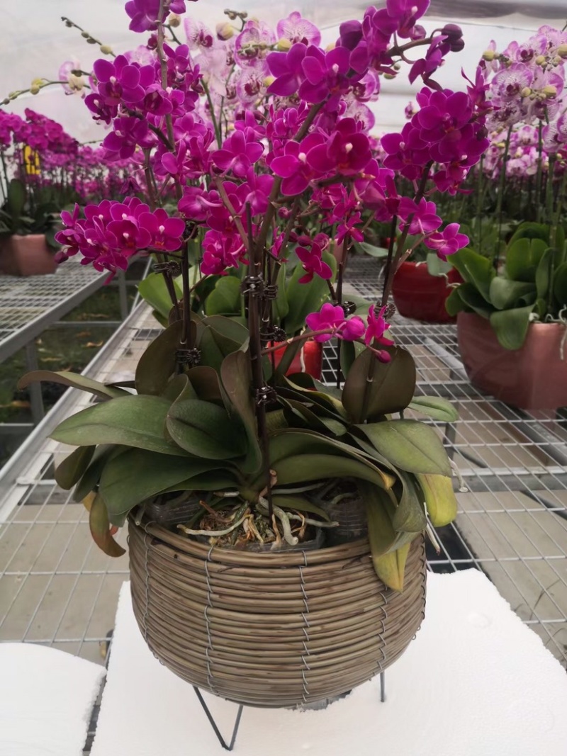 蝴蝶兰，蝴蝶兰花，蝴蝶兰盆栽，蝴蝶兰种植，批发蝴蝶兰