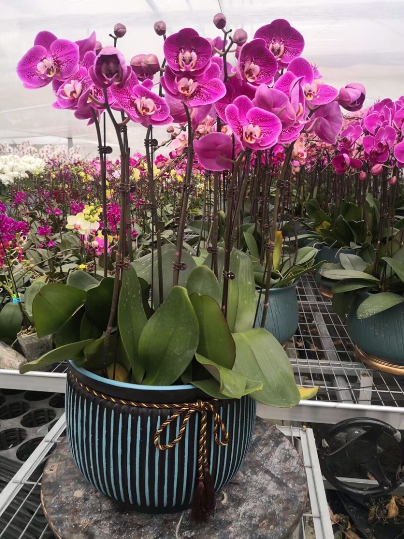 蝴蝶兰，蝴蝶兰花，蝴蝶兰盆栽，蝴蝶兰种植，批发蝴蝶兰