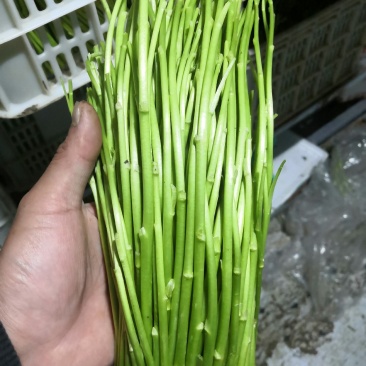 精品芦蒿全嫩精品芦蒿品质上乘质量全包箱装袋装均有