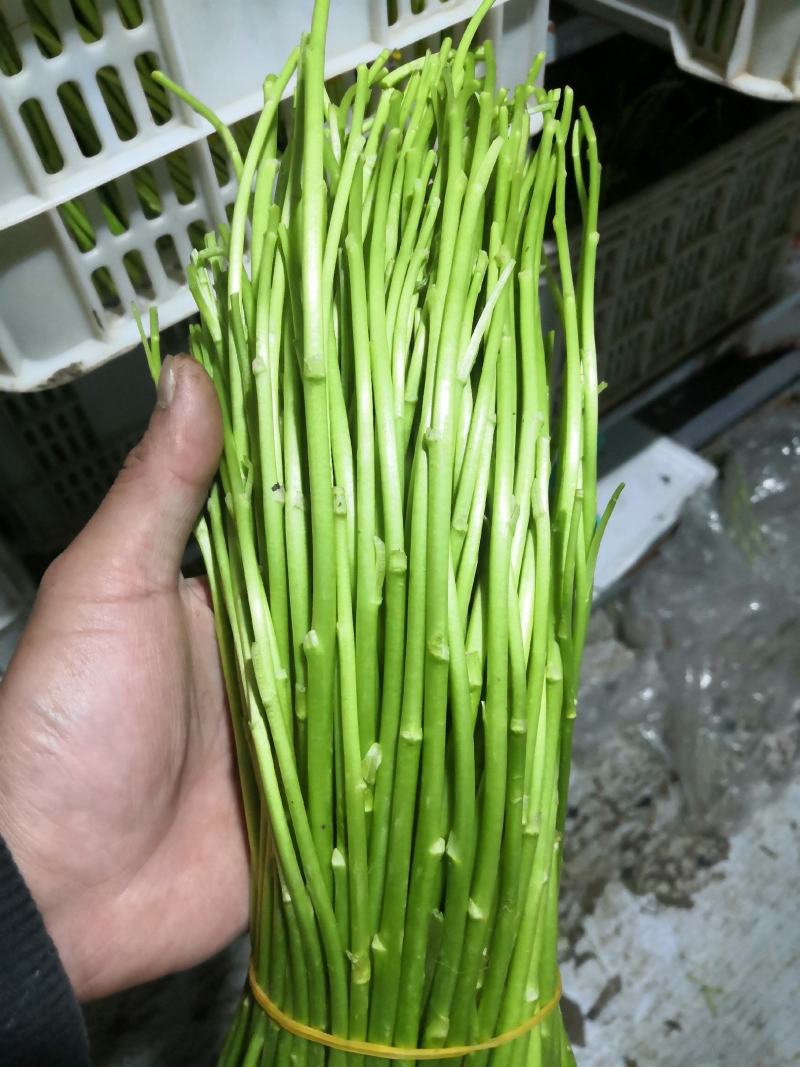 精品芦蒿全嫩精品芦蒿品质上乘质量全包箱装袋装均有