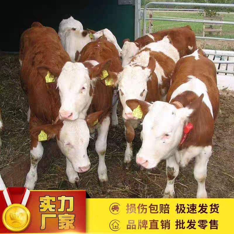 西门塔尔牛犊子活牛出售活体西门塔尔改良小牛犊