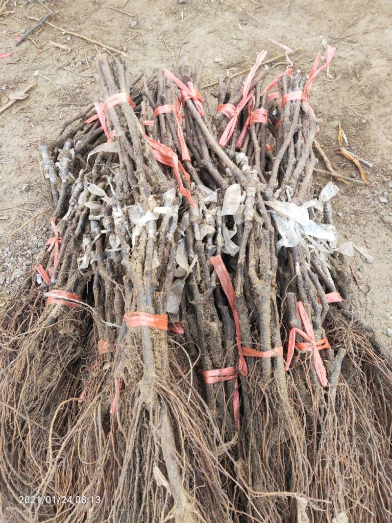 葡萄苗，巨峰嫁接蓝宝石藤稔南北方种植基地直发签约真品包邮