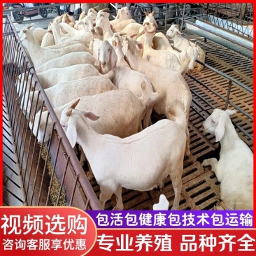 纯种美国白山羊活体小羊羔成品羊肉质好肉羊