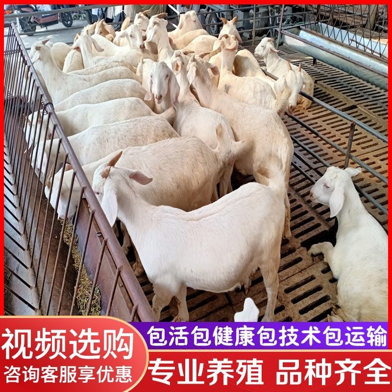 纯种美国白山羊活体小羊羔成品羊肉质好肉羊
