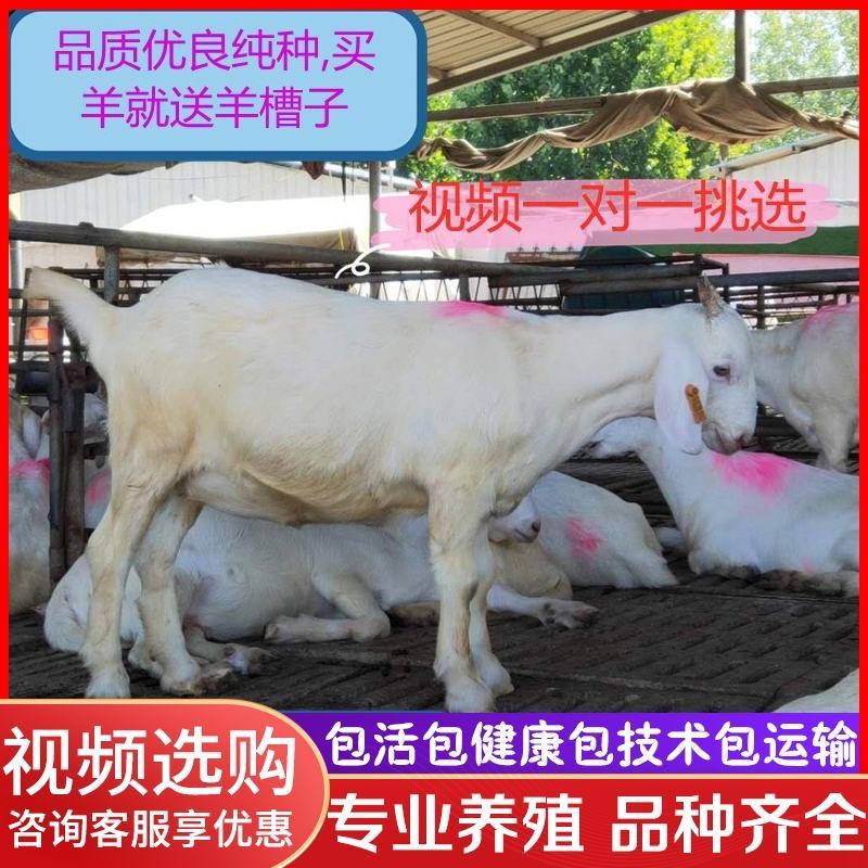 纯种美国白山羊活体小羊羔成品羊肉质好肉羊