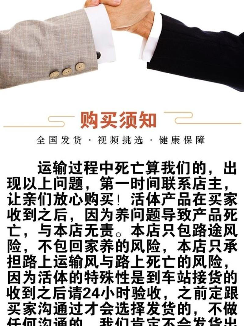纯种美国白山羊活体小羊羔成品羊肉质好肉羊
