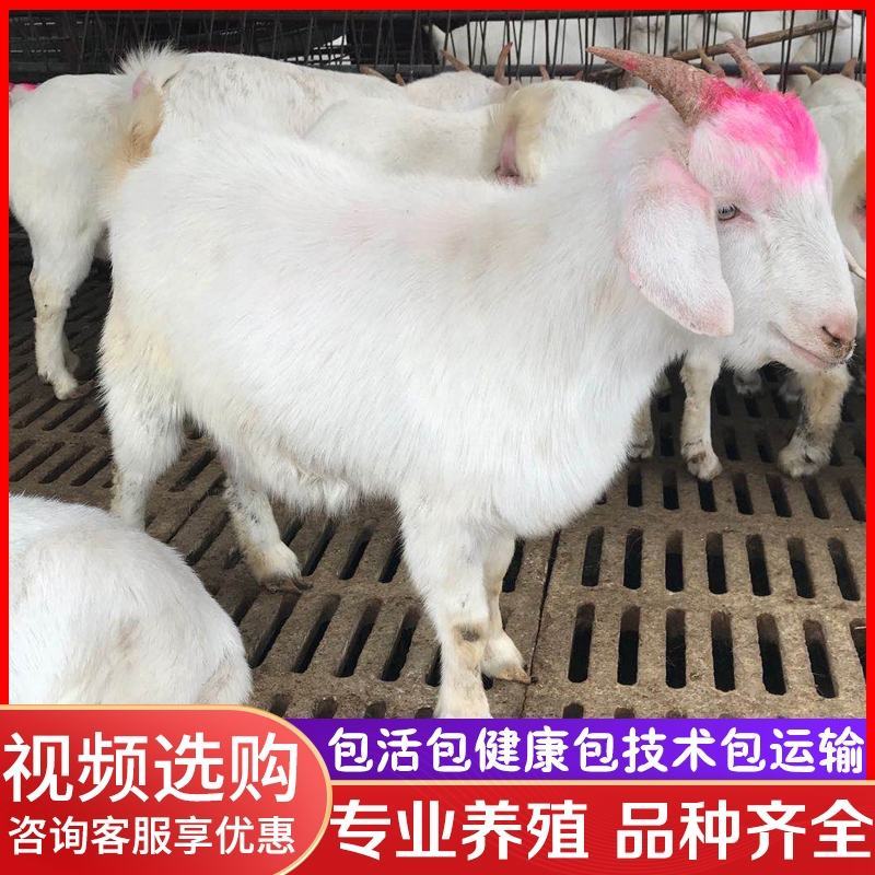 纯种美国白山羊活体小羊羔成品羊肉质好肉羊