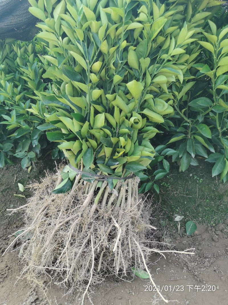 广西夏橙苗一级货40公分起基地直发量大从优