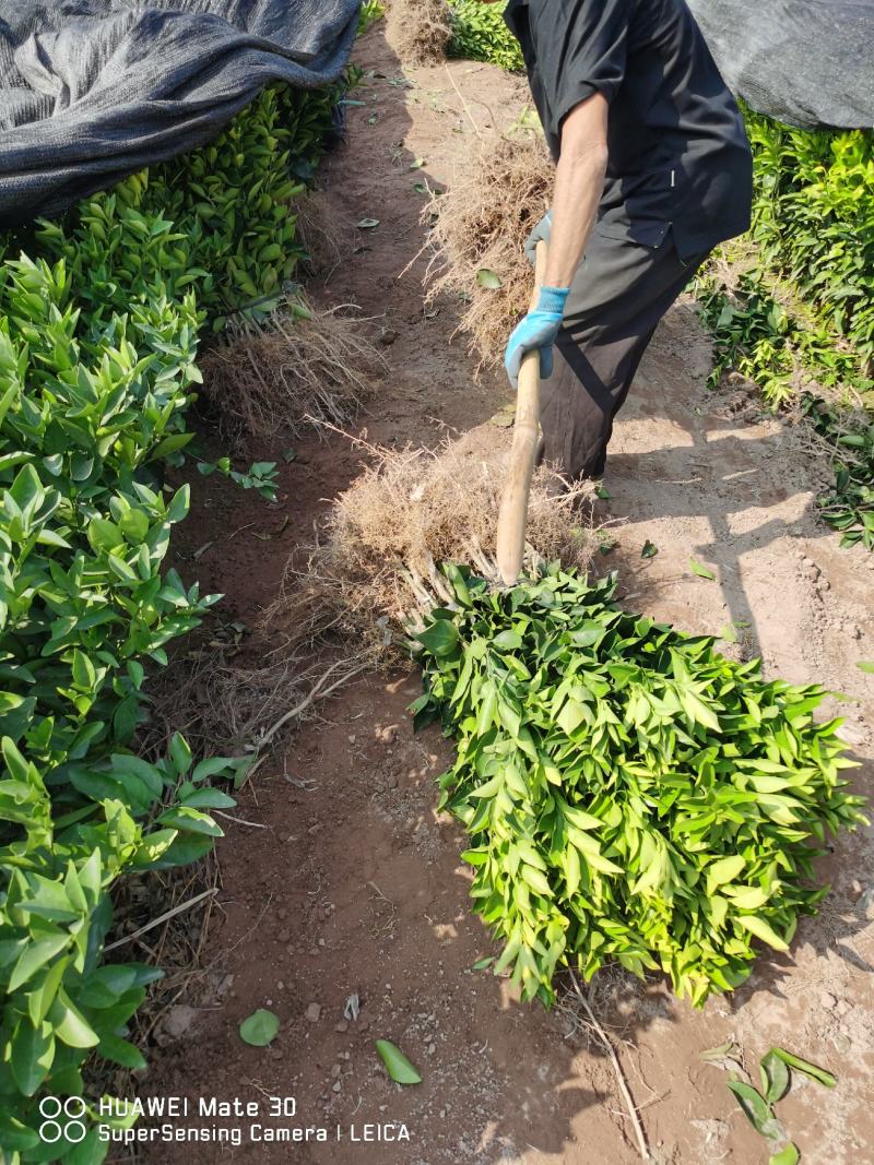 广西夏橙苗一级货40公分起基地直发量大从优
