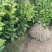 广西夏橙苗一级货40公分起基地直发量大从优