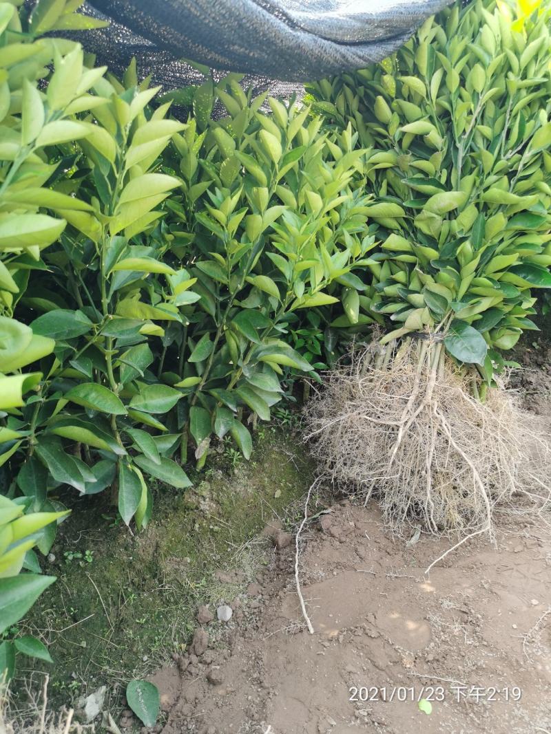 广西夏橙苗一级货40公分起基地直发量大从优