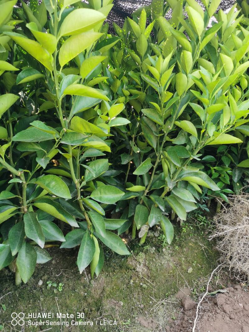 广西夏橙苗一级货40公分起基地直发量大从优