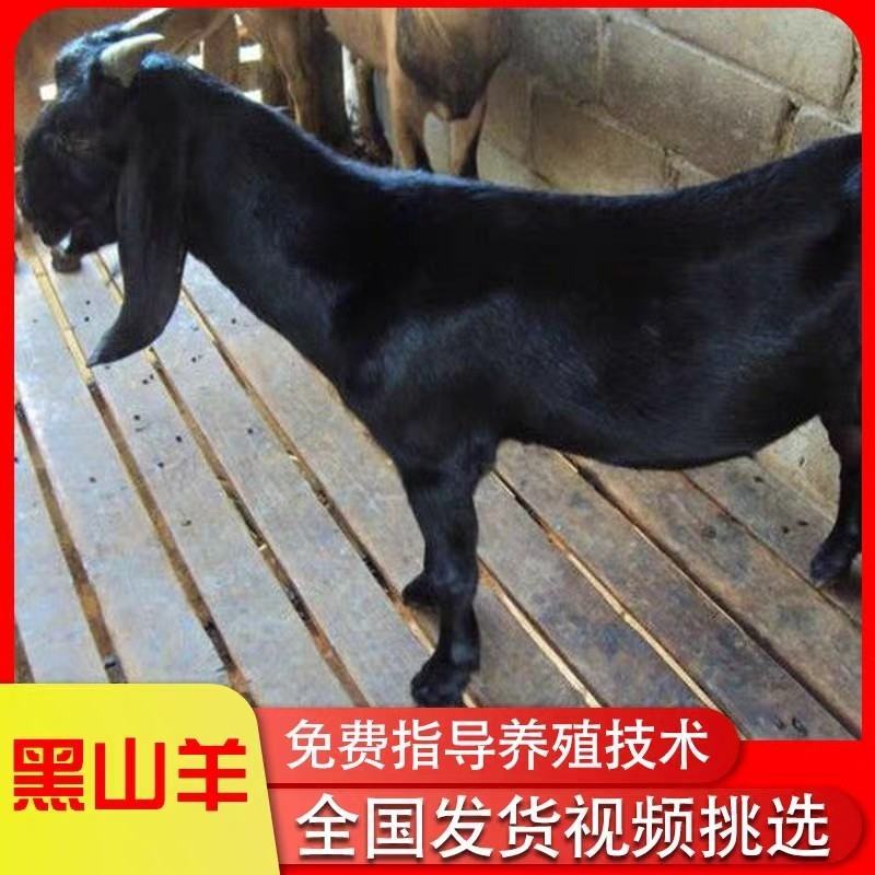 努比亚黑山羊小羊活苗种羊活羊纯种大耳朵山羊小羊羔活体养殖