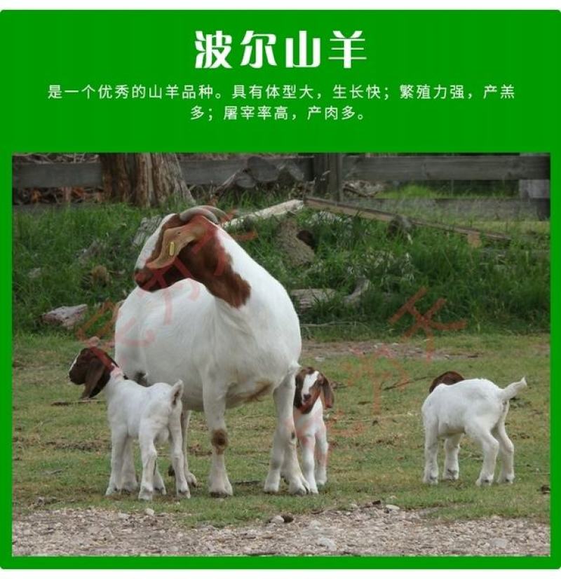 努比亚黑山羊小羊活苗种羊活羊纯种大耳朵山羊小羊羔活体养殖