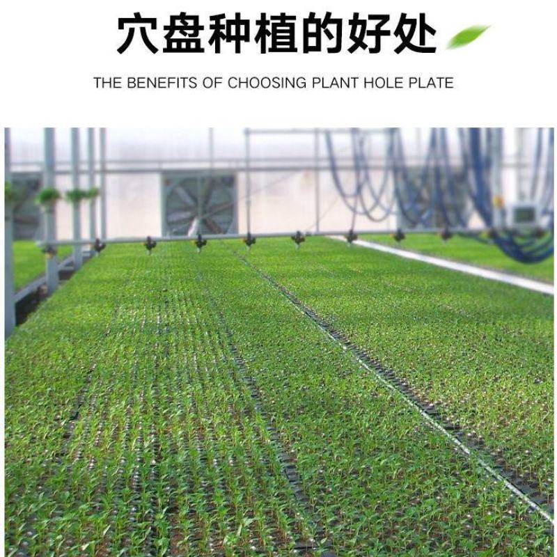 优质加厚多肉牙苗菜培育箱穴盘多肉种植育苗盒育苗盘塑料