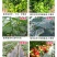 磷酸二氢钾叶面肥速溶闪溶保花保果膨果上色