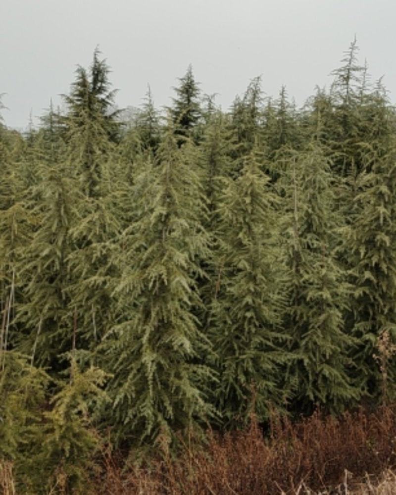 雪松，精品质量，自家苗圃一手货源，农户价供应广大客户