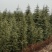 雪松，精品质量，自家苗圃一手货源，农户价供应广大客户
