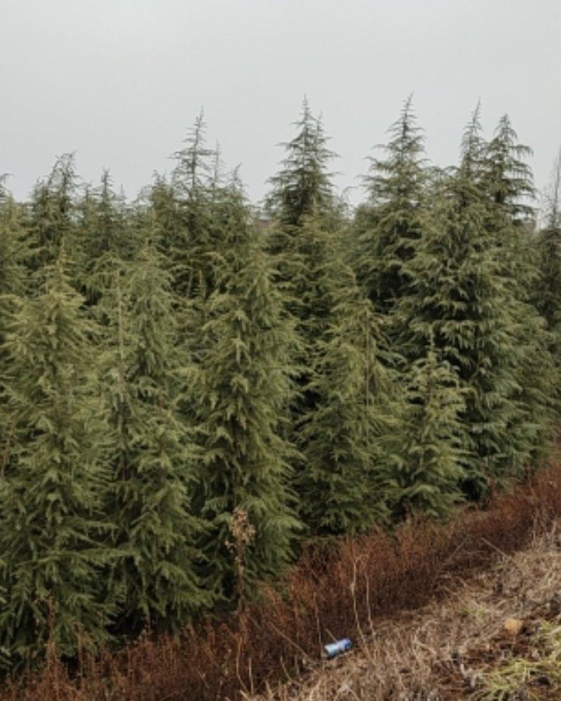 雪松，精品质量，自家苗圃一手货源，农户价供应广大客户