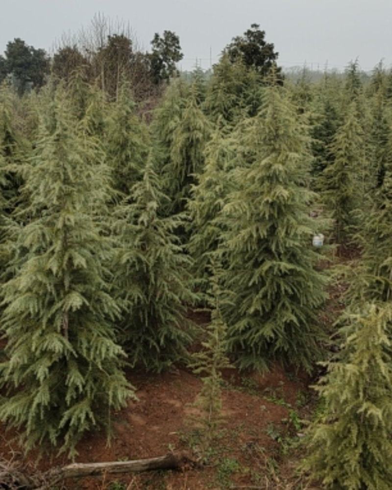 雪松，精品质量，自家苗圃一手货源，农户价供应广大客户
