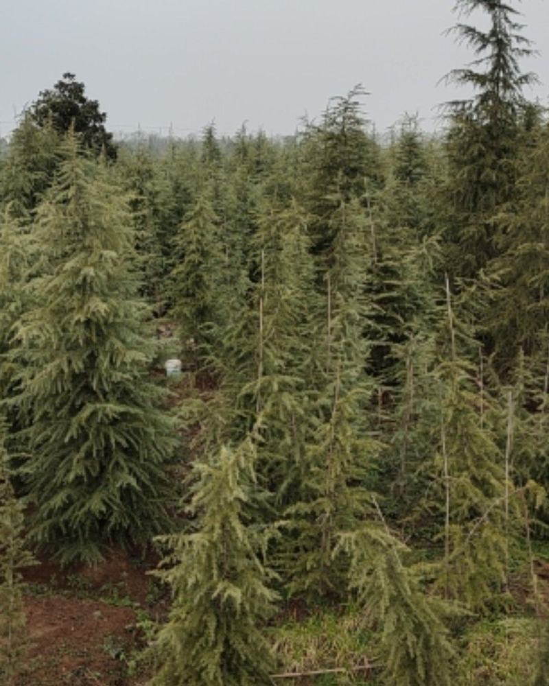 雪松，精品质量，自家苗圃一手货源，农户价供应广大客户