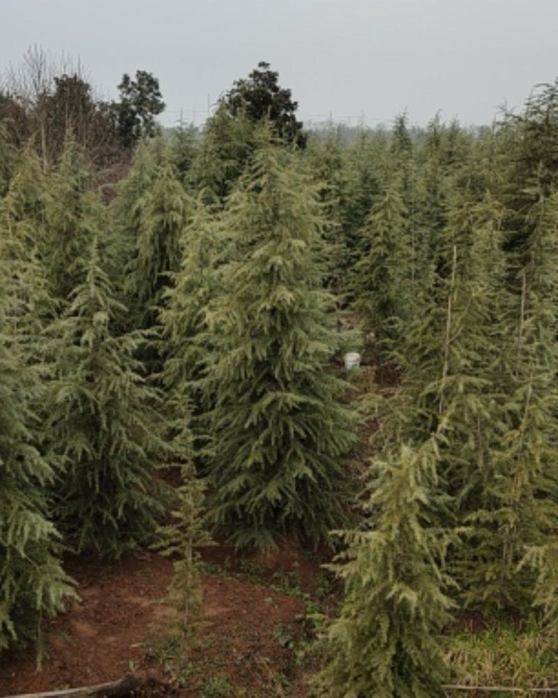 雪松，精品质量，自家苗圃一手货源，农户价供应广大客户
