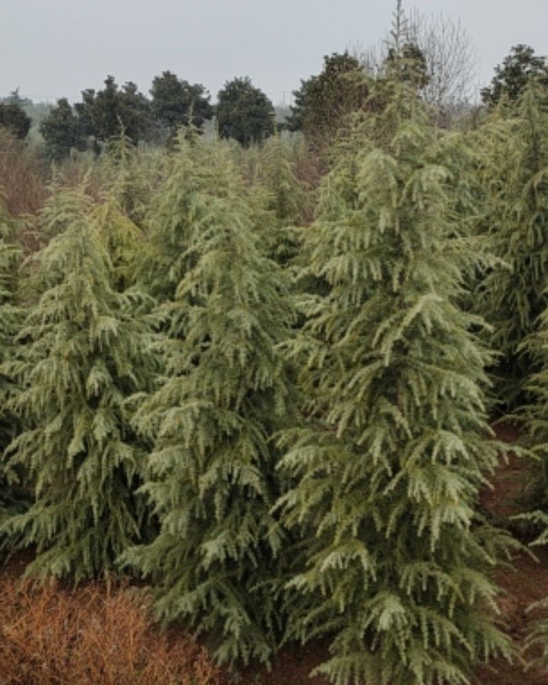 雪松，精品质量，自家苗圃一手货源，农户价供应广大客户