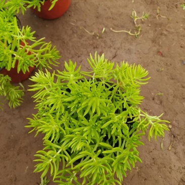 金叶佛甲草，好货不多，需要的联系