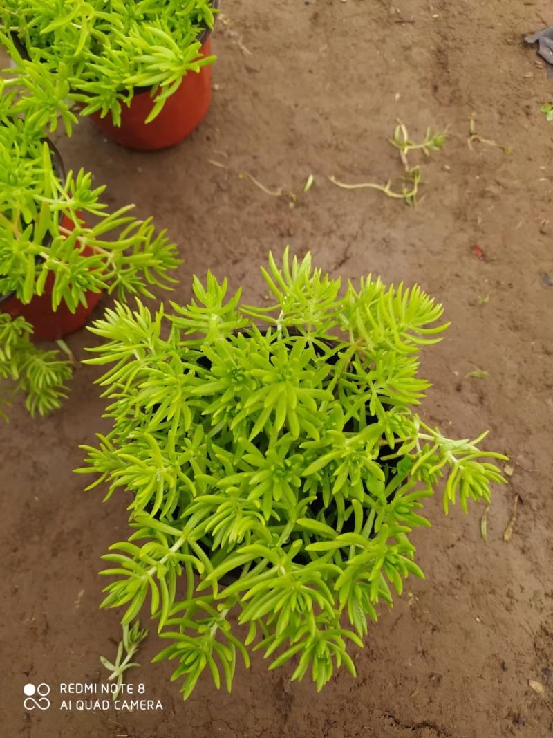 金叶佛甲草，好货不多，需要的联系