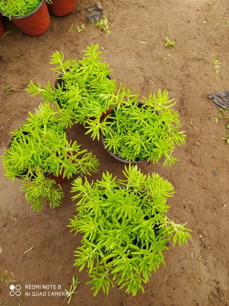 金叶佛甲草，好货不多，需要的联系