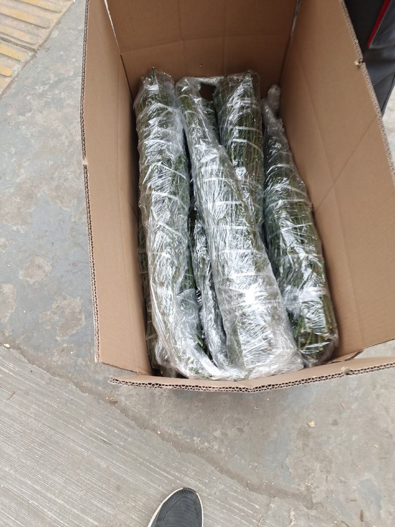 明日行柑橘枝条，不裂果，霜雪压不坏，欢迎实地考察，签合同