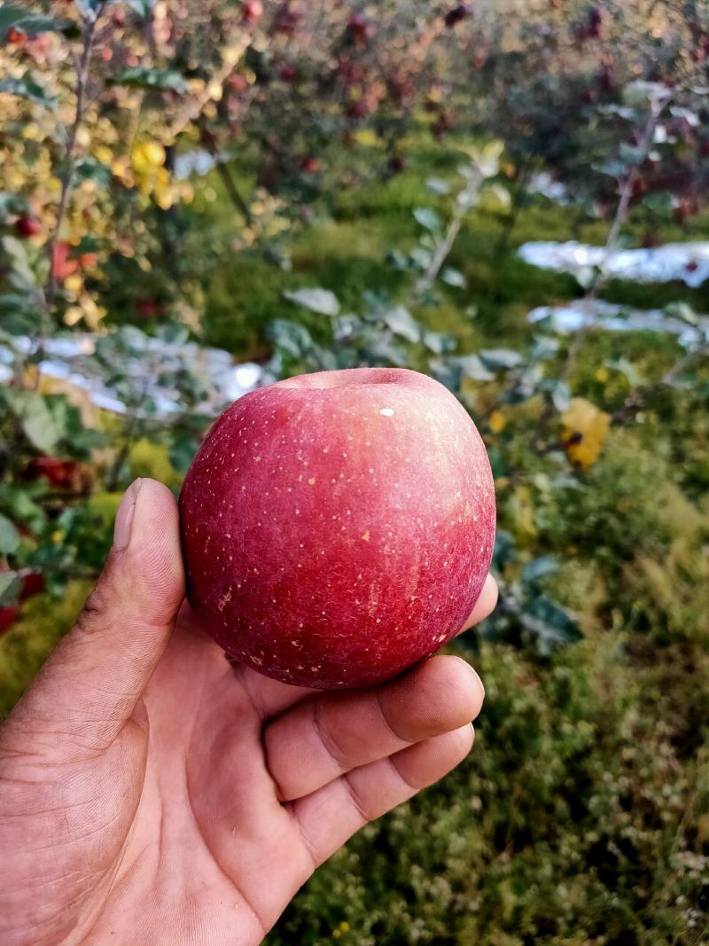 大凉山丑苹果盐源丑苹果产地代办商超品质量大从优