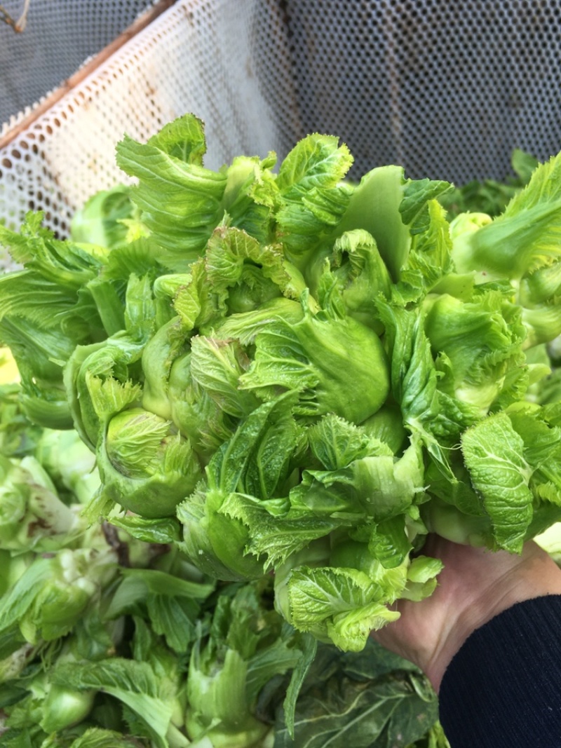 大江边上精品儿菜，很少红头，按要求采装，头刀精品