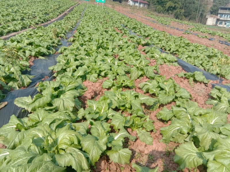 大江边上精品儿菜，很少红头，按要求采装，头刀精品