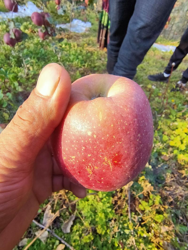 大凉山丑苹果盐源丑苹果产地代办商超品质量大从优