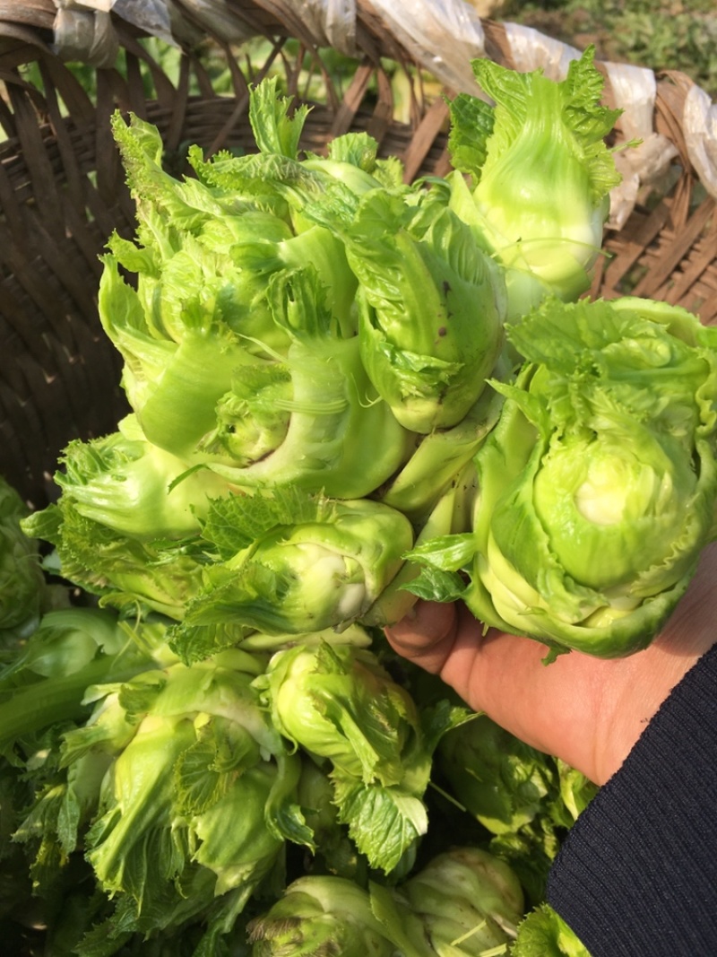 大江边上精品儿菜，很少红头，按要求采装，头刀精品