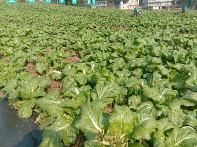 大江边上精品儿菜，很少红头，按要求采装，头刀精品