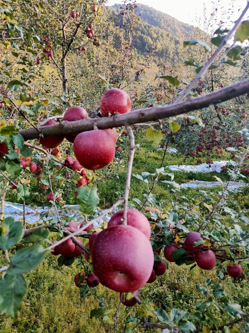 大凉山丑苹果盐源丑苹果产地代办商超品质量大从优